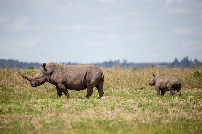 Half-Day Private Guided Safari Tour to Nairobi National Park - Tour Details