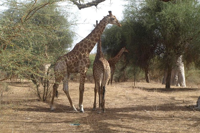 Half-Day Somone Lagoon and Bandia Park Safari From Dakar - Tour Inclusions