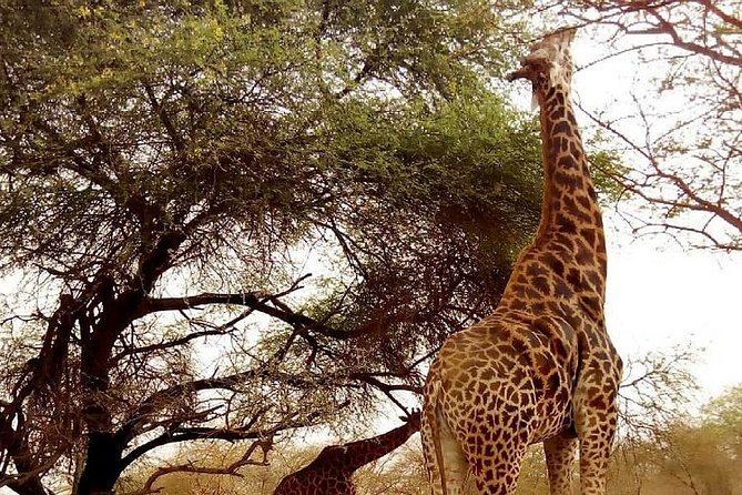 Half Day Tour :Bandia Animals Reserve