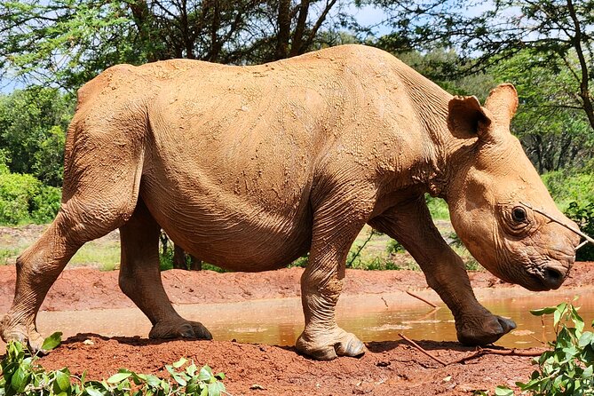 Half Day Tour to Elephant Orphanage & Giraffe Centre Nairobi - Visitor Guidelines and Recommendations