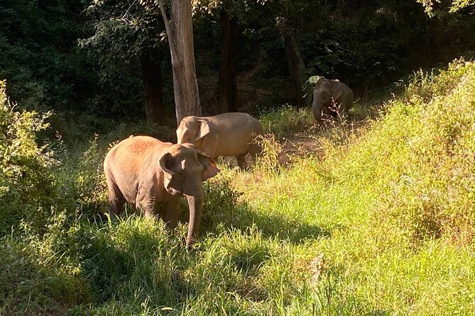 Half Day Visit Smile Elephant Chiang Mai - Meeting and Pickup Details