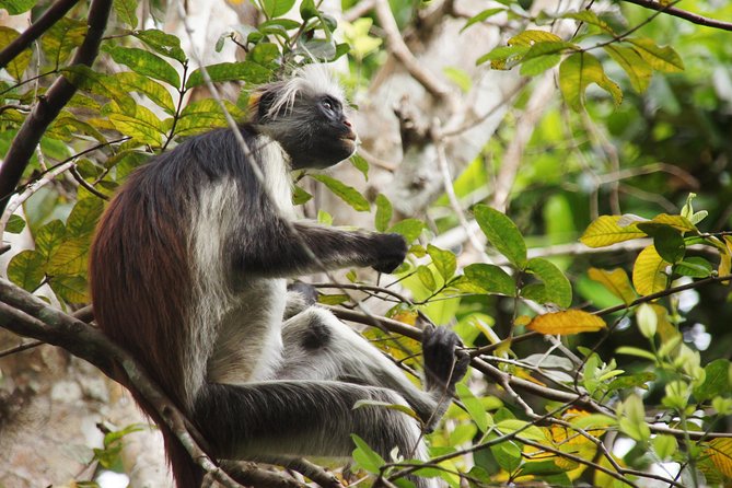 Half-Day Walking Tour in Jozani Jungle - Tour Overview