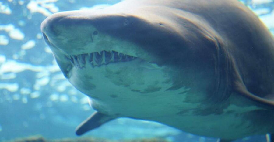 Heraklion City - Market & Cretaquarium Tour From Heraklion - Tour Highlights