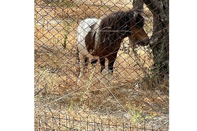 Heraklion:Olive & Dragon Fruit Farm Tour & Cretan Farmers Brunch - Brunch Inclusions