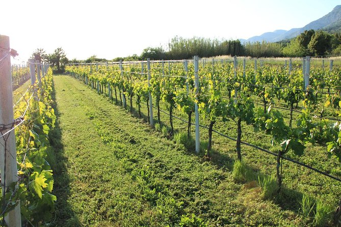 Hercegovina Wine Tasting Tour From Dubrovnik