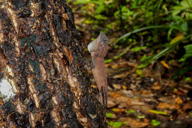 Hike to Elephant Beach Exploring Tropical Flora and Fauna