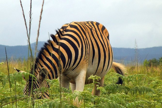 Hlane National Park