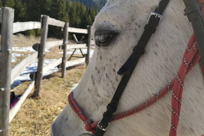 Horse Riding in the Heart of the Rhodope Mountains – Hvoyna