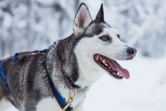 Husky Hugging and Sleigh Ride in Rovaniemi