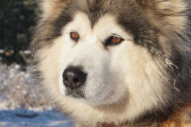 Husky Sledding Ride in Levi 5 KM - Important Details