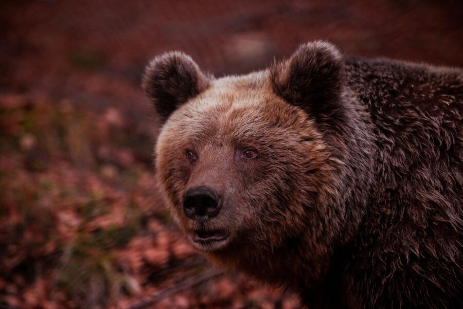 International Environmental Centre of ARCTUROS Tour - Tour Experience and Highlights