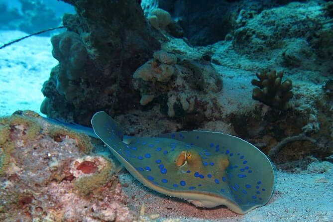 Intro Diving for Beginners With Lunch in Hurghada - Activity Details