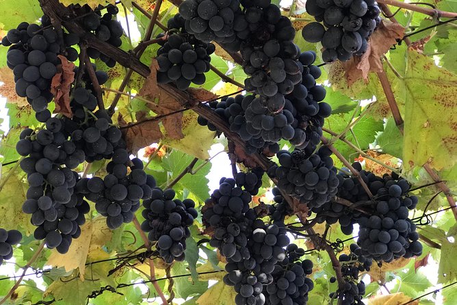 Kaheti One Day Wine Tasting and Sightseeing Tour 2022