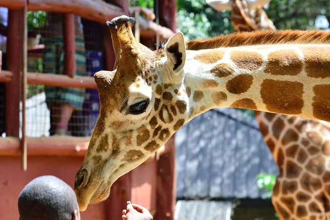 2 Best Tours In Narok