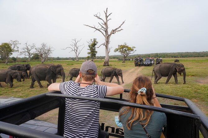 Kaudulla National Park Private Wildlife Safari at Golden Hour
