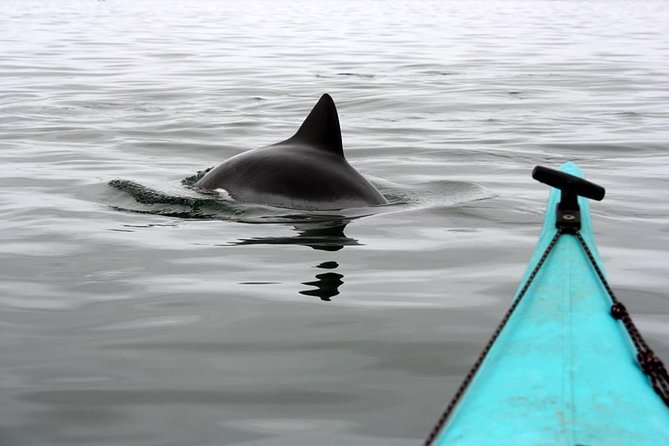 Kayaking and Sandwich Habour Guided Day Tour From Walvis Bay - Cancellation Policy