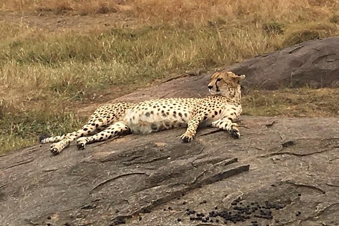 Kenya Safari: Maasai Mara, Naivasha, Nakuru & Amboseli Safari - Maasai Mara National Reserve