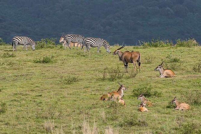 Kenya Safari - Tour Highlights