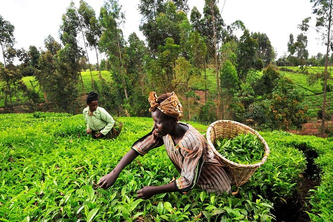 Kiambethu Tea Farm Day Tour From Nairobi