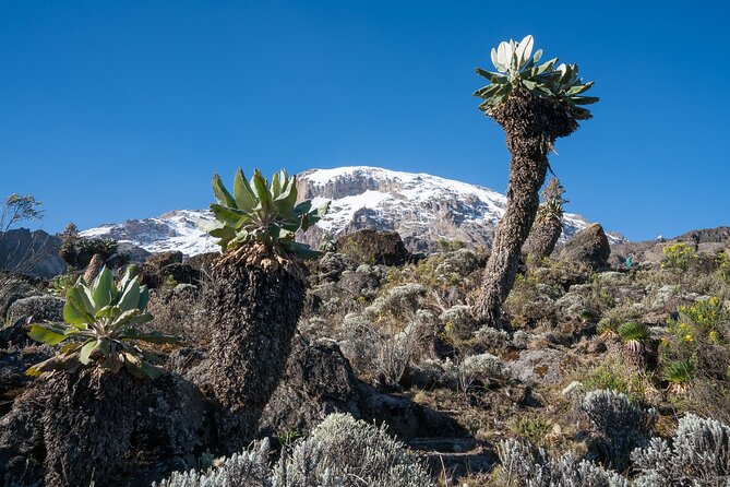 Kilimanjaro Airport Private Transfer From/To Moshi - Transfer Details