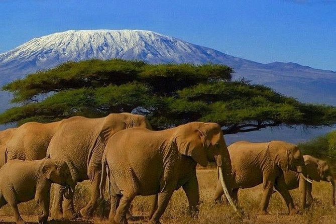 Kilimanjaro Special-( Tsavo West, Amboseli & Tsavo East Safari) (MINIMUM 2 PAX)