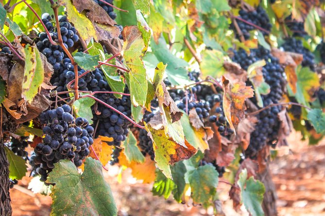 Kosher Israel Wine Tour - Itinerary Details