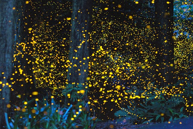 Kota Kinabalu K2 Fireflies Sunset River Cruise Tour With Dinner - Tour Highlights