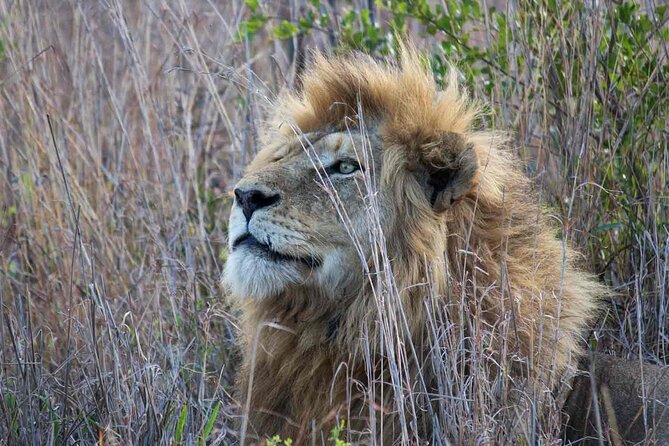 Kruger National Park - 1 Day (Open Vehicle) - Tour Overview
