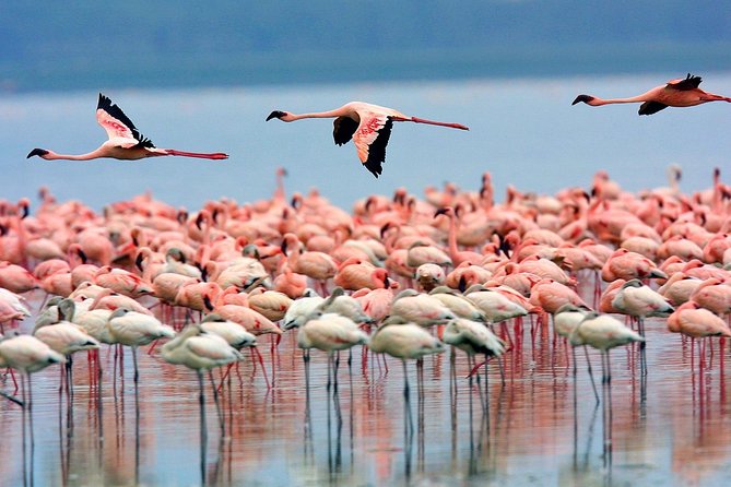 Lake Nakuru Day Trip From Nairobi - Trip Overview