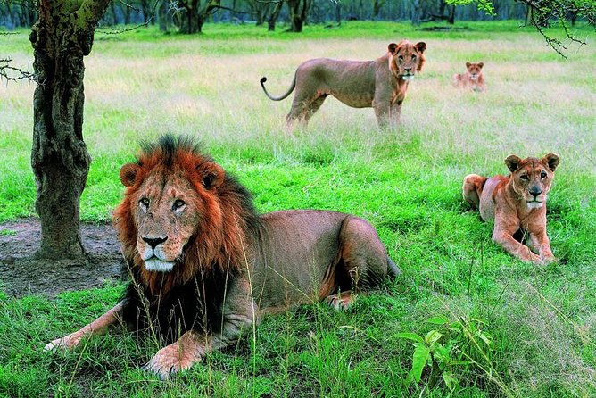 Lake Nakuru National Park – Day Trip (With Park Fees)