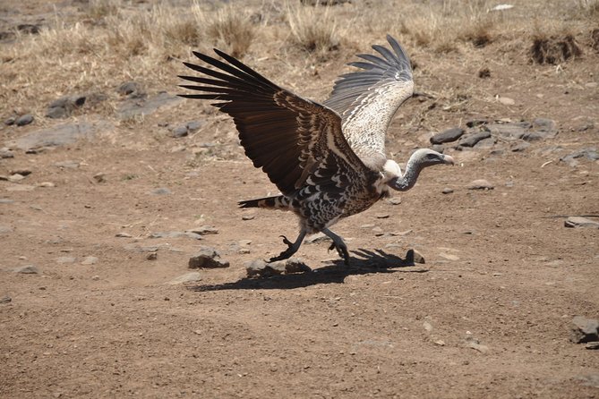 Lake Nakuru Park/Lakenaivasha Boat Ride Riftvalley Day Trip - Meeting and Pickup