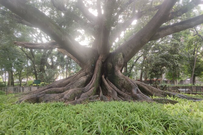 Lalbagh Botanical Garden Early Morning Walk + Breakfast at MTR - Meeting Point Details