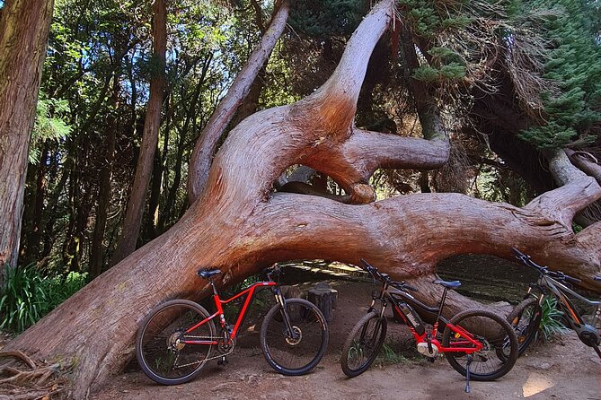 Levada Da Camacha Trail by E-Bike - Location and Meeting Point