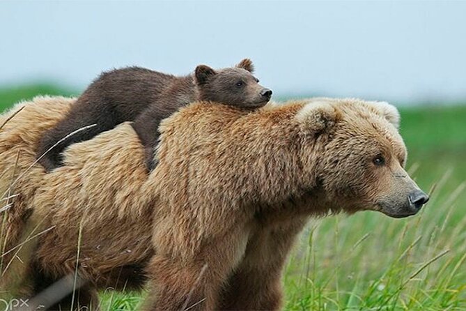 Libearty Bear Sanctuary and Dracula Castle From Brasov - Meeting and Pickup