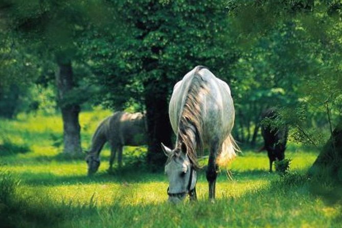 Lipica Stud Farm and Skocjan Caves Half Day Trip From Ljubljana - Booking Information