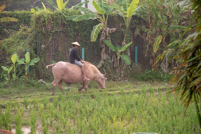 Living Land Rice Farming Experience - Additional Info and Restrictions