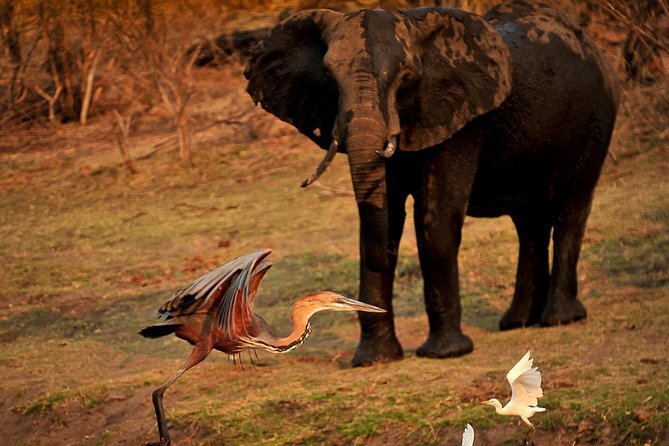 Lunch Cruise on Zambezi River (Victoria Falls, Zimbabwe) - Wildlife Spotting and River Views