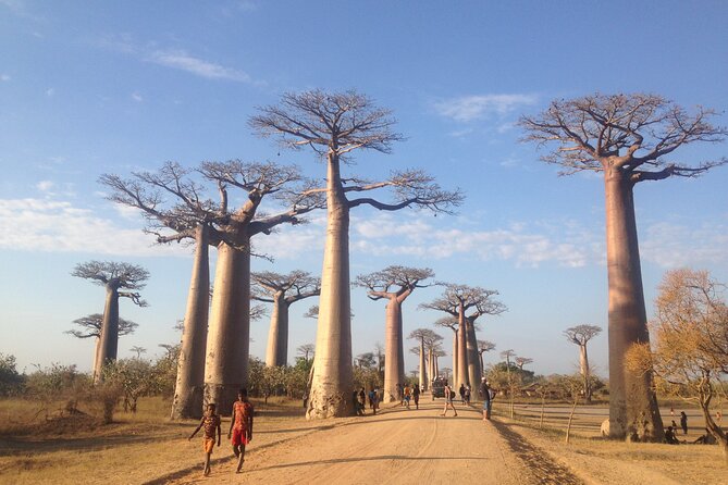 Madagascar 7 Days Baobabs and Lemurs Tour