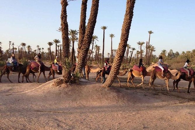 Majorel Marvels: Garden Excursion With Camel Ride in Palmeraie - Tour Highlights