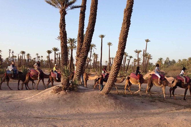 Majorelle and Menara Gardens With Palmeraie Camel Riding Marrakech - Meeting Point Details