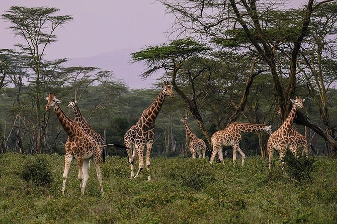 Make a Date With Flamingos and Rhinos of Lake Nakuru National Park - 1 Day - Inclusions and Exclusions