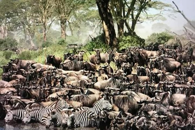 Manyara, Ngorongoro, Olduvai, Serengeti