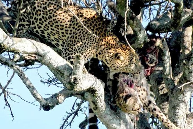 Manyara, Ngorongoro, Olduvai, Serengeti 4 Days - Additional Information