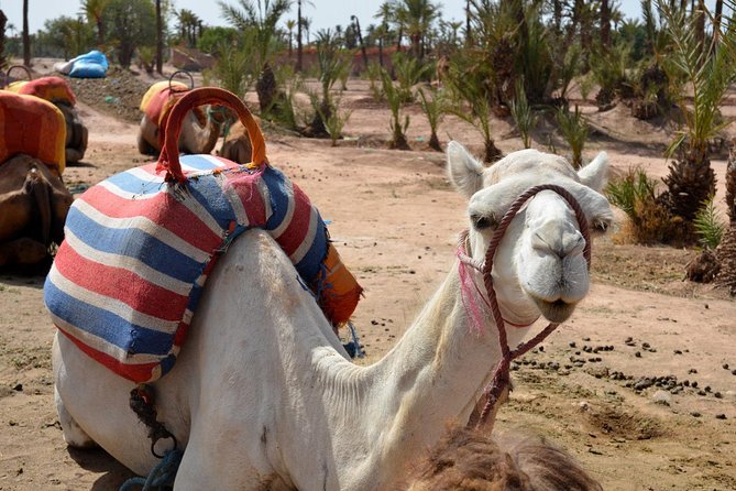 Marrakesh Day Trip With Camel Ride From Casablanca