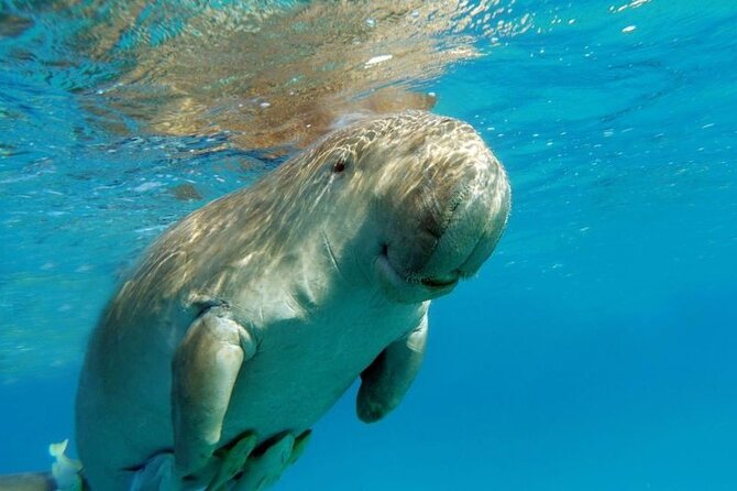 Marsa Mubarak Sea Snorkeling Boat Trip From Marsa Alam - Booking Process