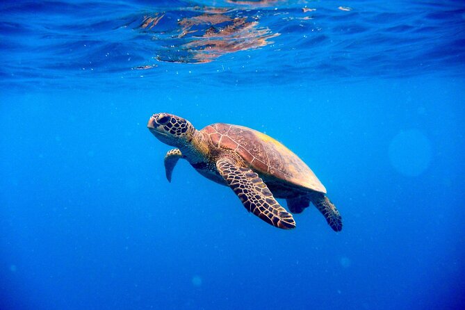 Marsa Mubarak Snorkeling With Dugong, Turtles and Lunch