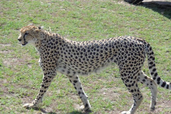 Masai Mara 3-Day Guided Tour 2024 - Nairobi - Highlights