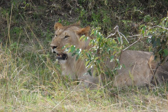 Masai Mara Full Day Tour From Nairobi, Naivasha or Nakuru - Inclusions