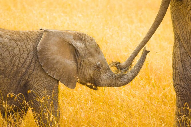 Masai Mara Game Drive - Game Drive Experience