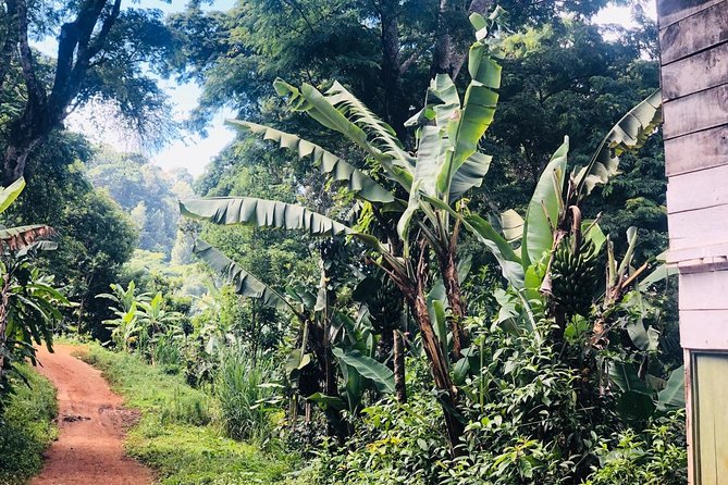 Materuni Waterfalls and Coffee Tour